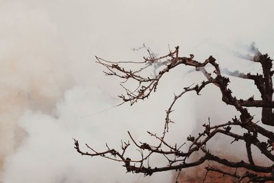 Low angle view of bare tree against sky