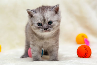 Gray smoky british kitten stands in front of the camera next to toy balls on a light background