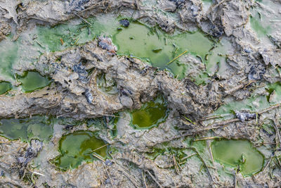 High angle view of tree trunk in lake