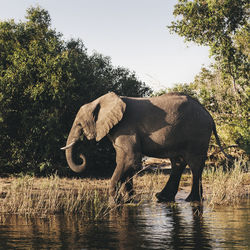 Side view of elephant standing by tree against clear sky