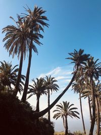 Low angle view of palm trees against sky