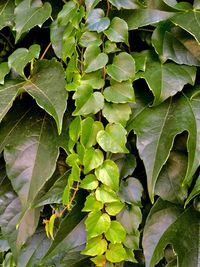 Full frame shot of leaves