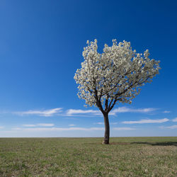 Tree on field against sky