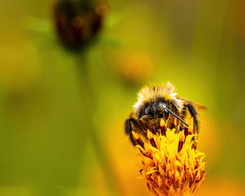 Close-up of bee on flower