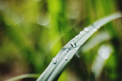 Close-up of water drops on blade of grass