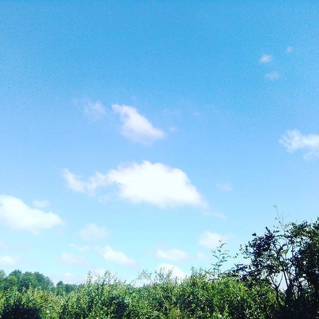 blue, sky, low angle view, tranquility, tree, growth, beauty in nature, tranquil scene, nature, scenics, cloud, cloud - sky, green color, plant, day, outdoors, grass, idyllic, field, no people