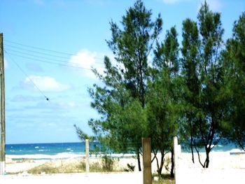 Trees on beach against sky