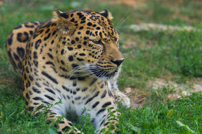 Close-up of tiger