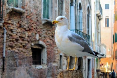 Close-up of seagull perching on wall
