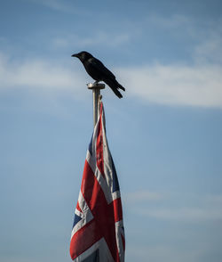 Low angle view of bird perching against sky