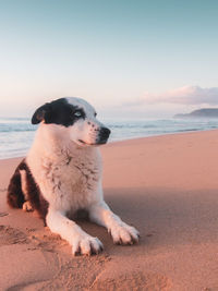 Dog on beach against sky