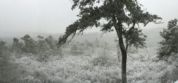 Trees growing in forest during foggy weather