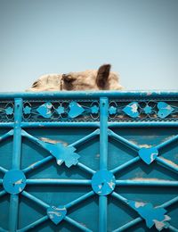 View of cat on railing against sky