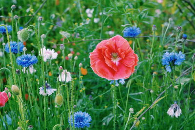 Purple flowers blooming in field