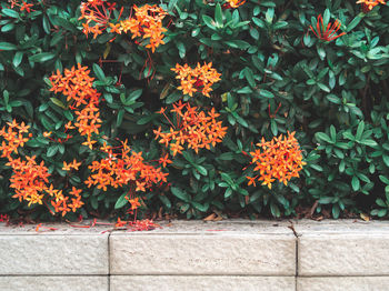 Close-up of orange flowering plants