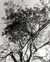 Low angle view of silhouette tree against sky