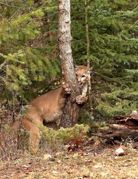 Lioness in forest