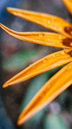 Close-up of raindrops on yellow flower