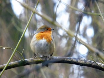 Close-up of bird perching on branch