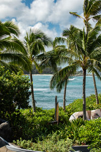 Palm trees on beach against sky