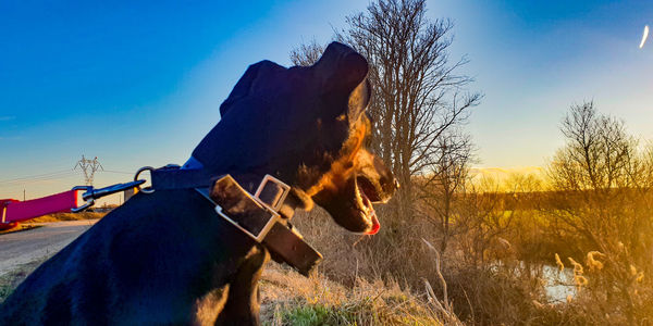 Horse on field against blue sky