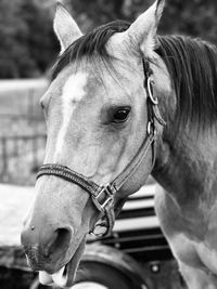 Close-up of a horse