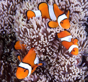 Three clownfish swimming around coral in sea