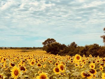 Scenic view of sunflower field against sky