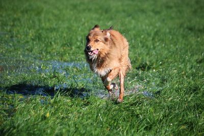 Dog on field