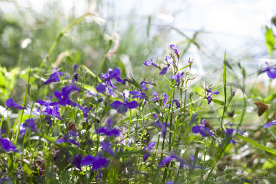 Close-up of purple flowering plants on field