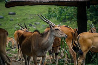 Antelopes in a field