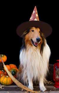 Close-up of dog on field