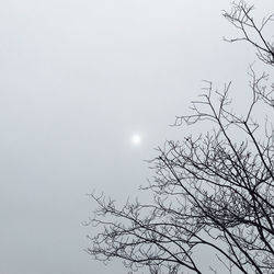 Low angle view of silhouette bare tree against sky