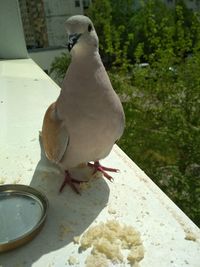 High angle view of pigeon perching