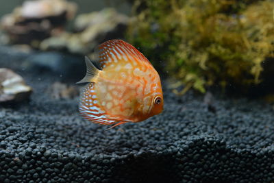 Close-up of fish swimming in sea