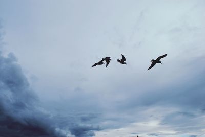 Low angle view of eagle flying in sky