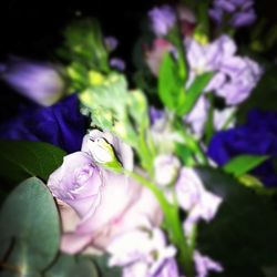 Close-up of honey bee on purple flower