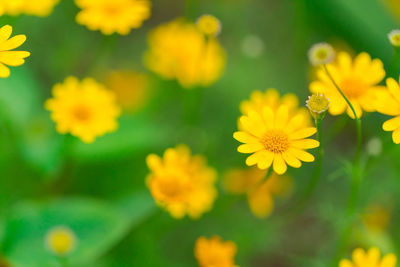 Close-up of yellow flowering plant on field