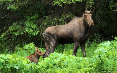 Moose with calf amidst plants on field
