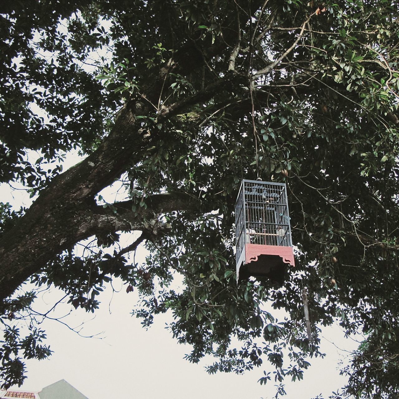 tree, low angle view, text, communication, western script, branch, information sign, sign, guidance, growth, information, day, no people, built structure, road sign, non-western script, outdoors, clear sky, capital letter, building exterior