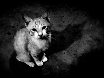 High angle portrait of cat sitting on floor