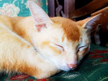Close-up of cat sleeping