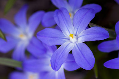 Close-up of purple flowering plant