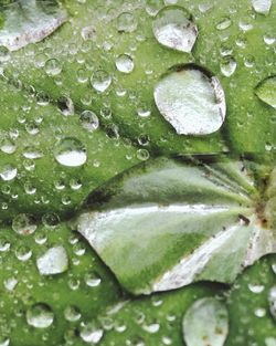 Close-up of water drops on leaf