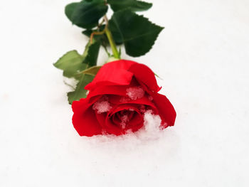 Close-up of red rose against white background
