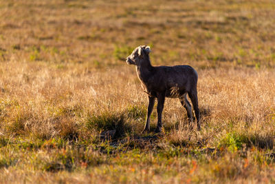 Side view of horse on field