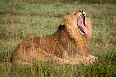 Male lion lies yawning widely in grass