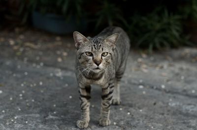 Portrait of tabby cat on footpath