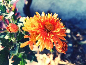 Close-up of orange flowering plant