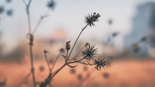 Close-up of wilted plant against sky during sunset